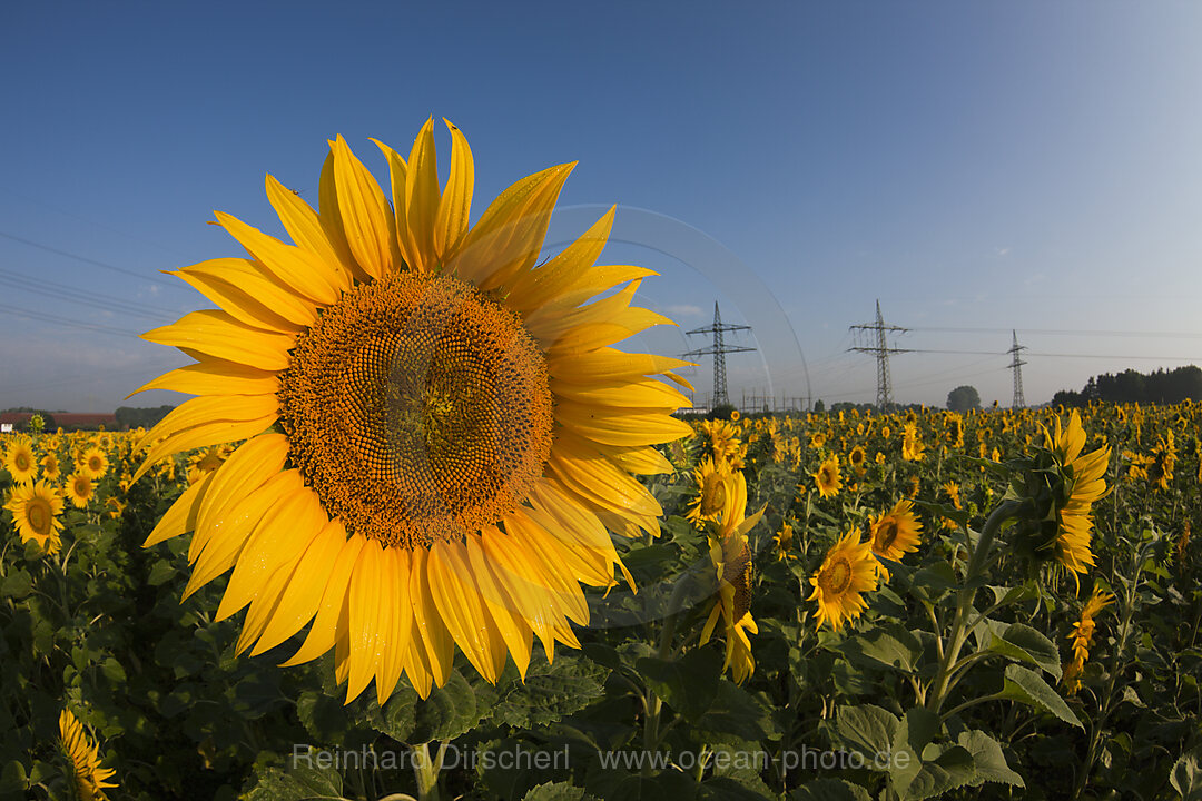 Sunflowers, Helianthus annuus, Munich, Bavaria, Germany