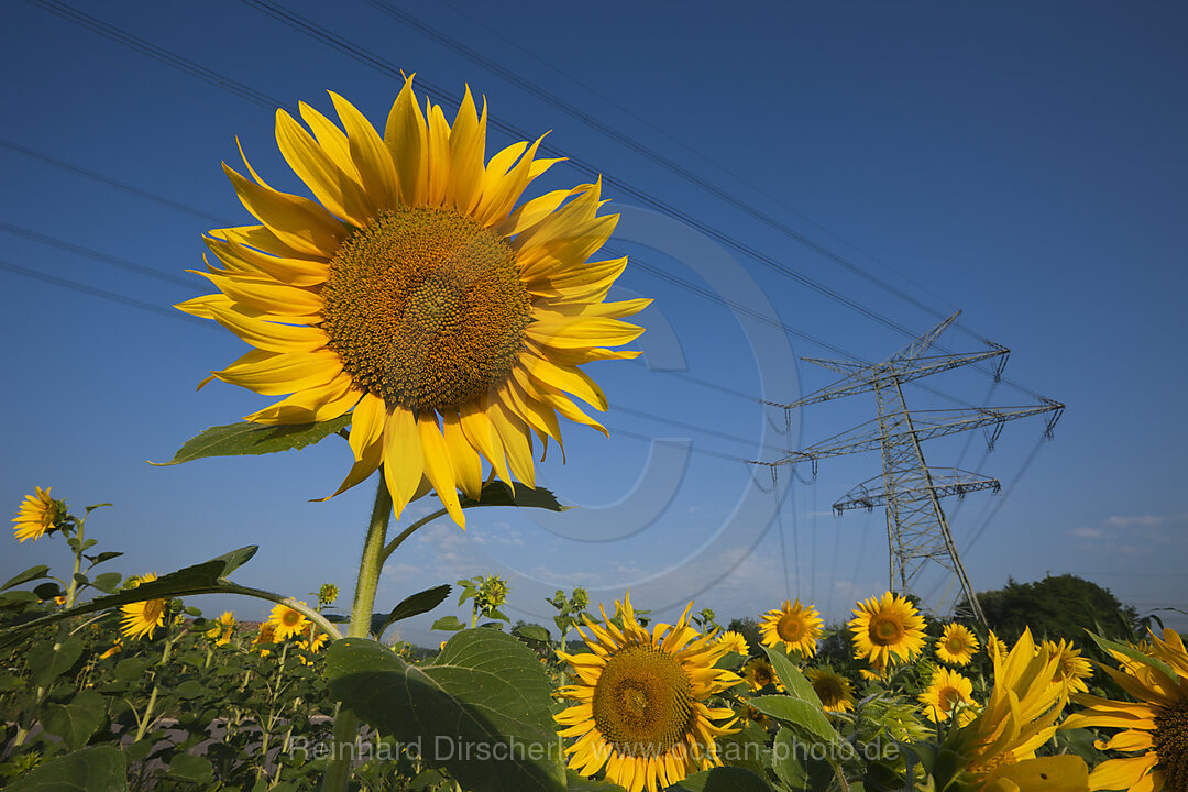 Stromleitungen ueber Sonnenblumenfeld, Helianthus annuus, Muenchen, Bayern, Deutschland