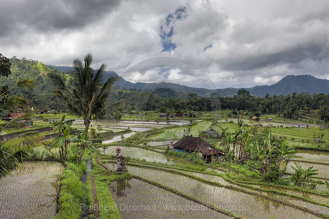 Reisfelder auf Bali
