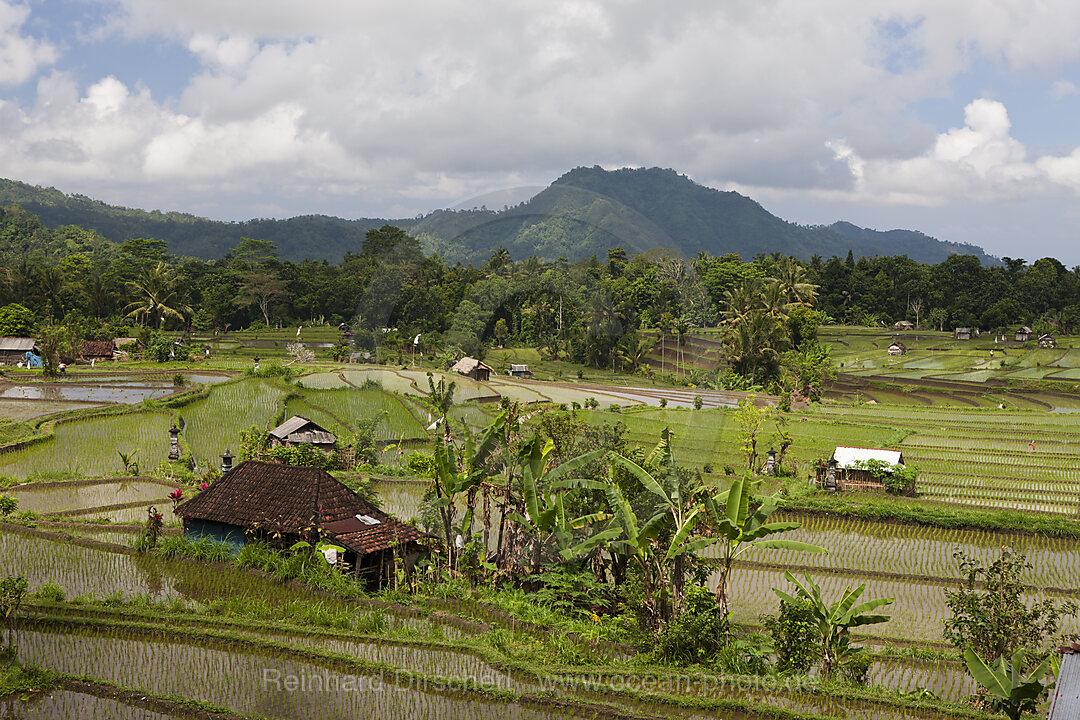 Reisfelder auf Bali