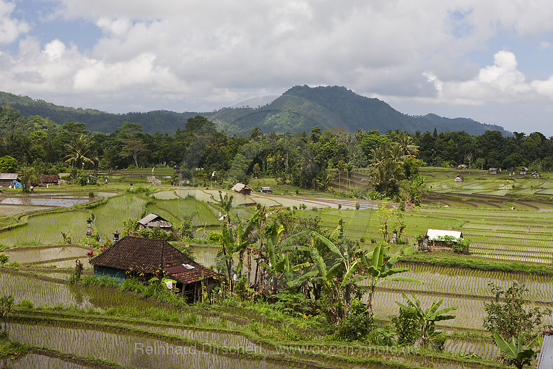 Ricefields at Bali