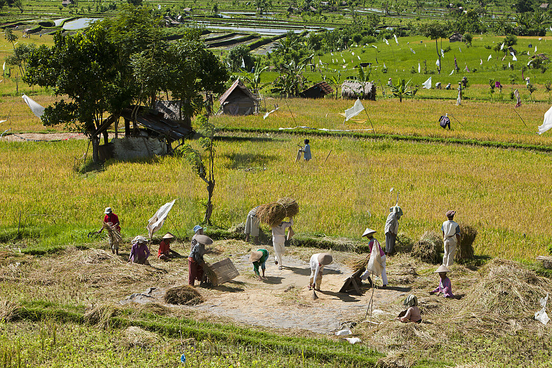 Reisernte auf Bali, Oryza, Bali, Indonesien