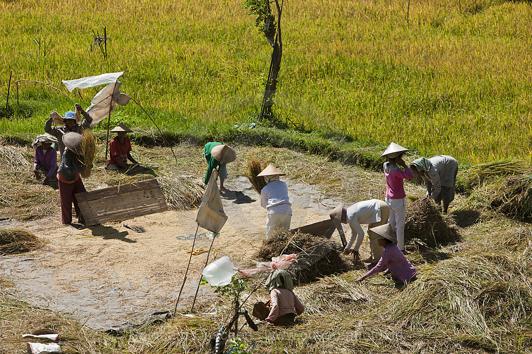 Rice Crop at Bali