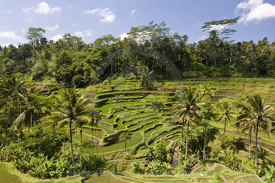 Ricefields of Tegalalang
