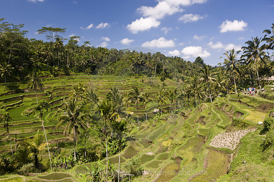 Ricefields of Tegalalang
