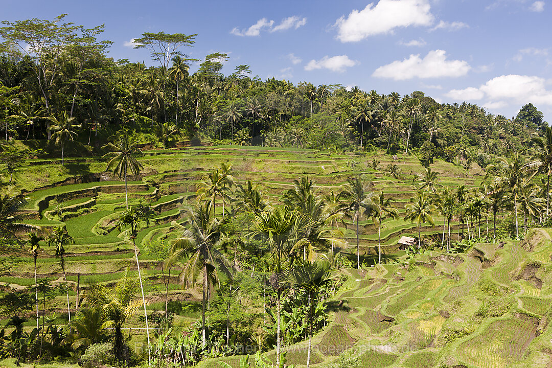 Ricefields of Tegalalang