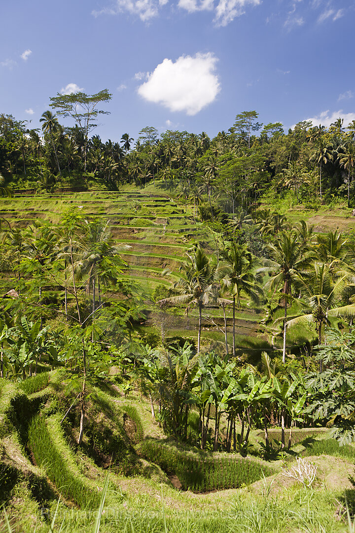 Ricefields of Tegalalang