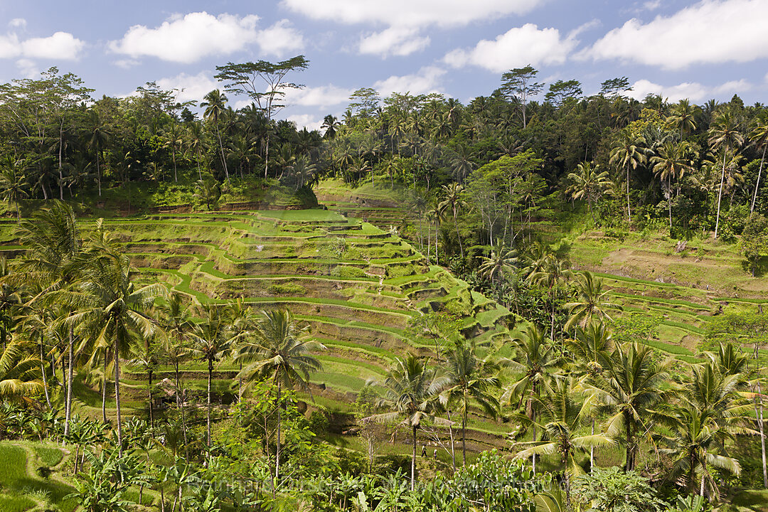 Ricefields of Tegalalang