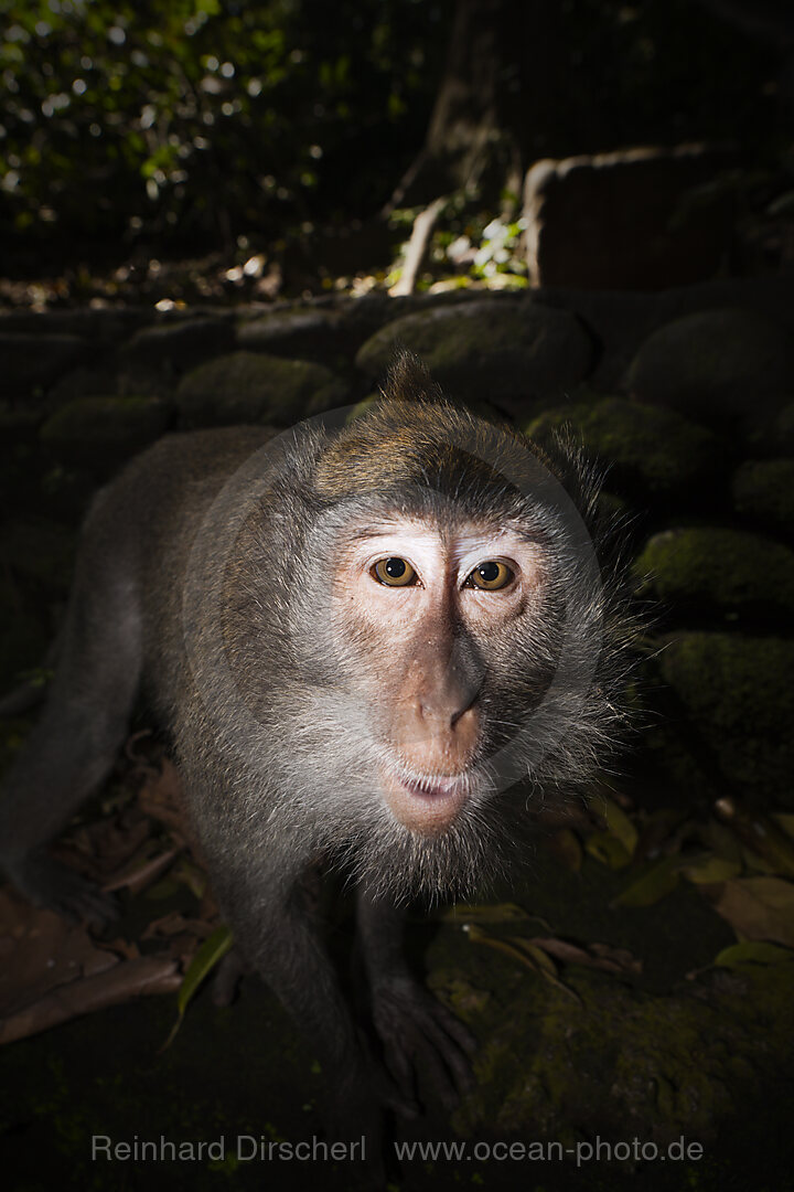 Longtailed Macaque
