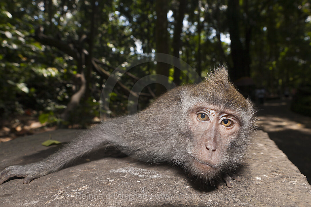 Longtailed Macaque
