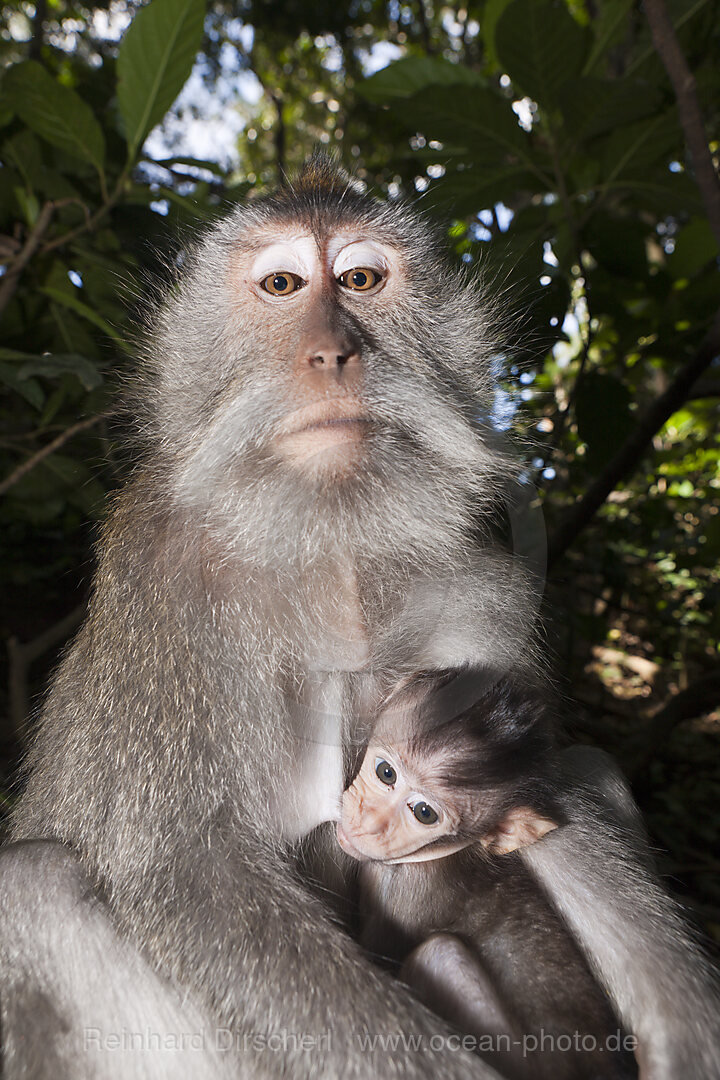 Longtailed Macaque with Baby