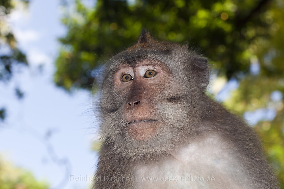 Javaneraffe