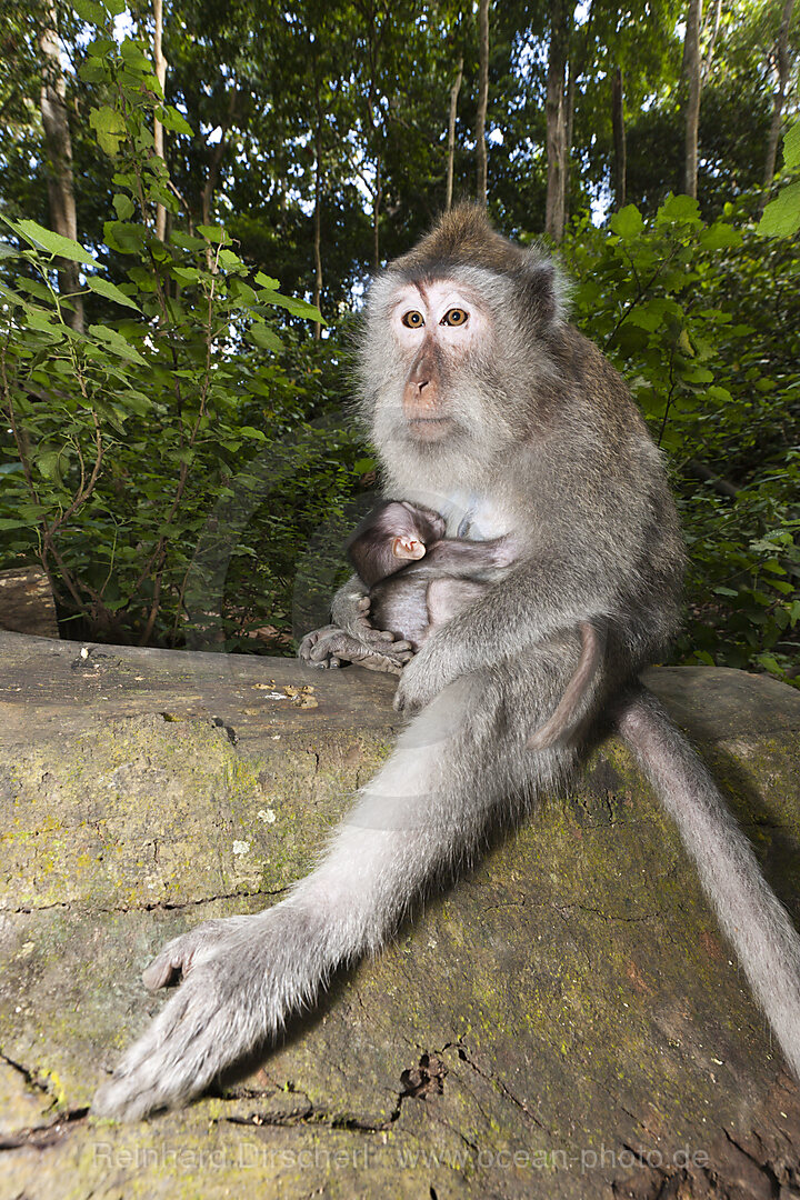 Javaneraffe, Macaca fascicularis, Bali, Indonesien