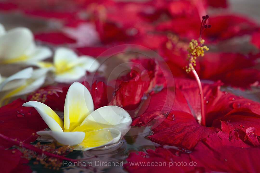 Frangipani Blumen, Plumeria, Bali, Indonesien