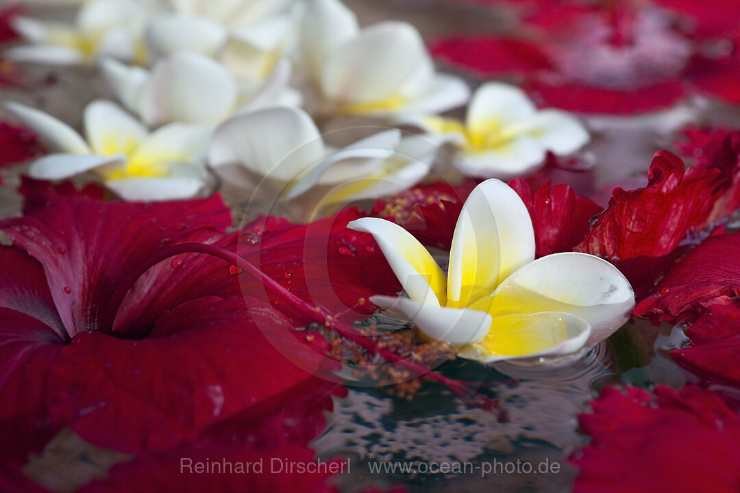 Frangipani Blumen, Plumeria, Bali, Indonesien