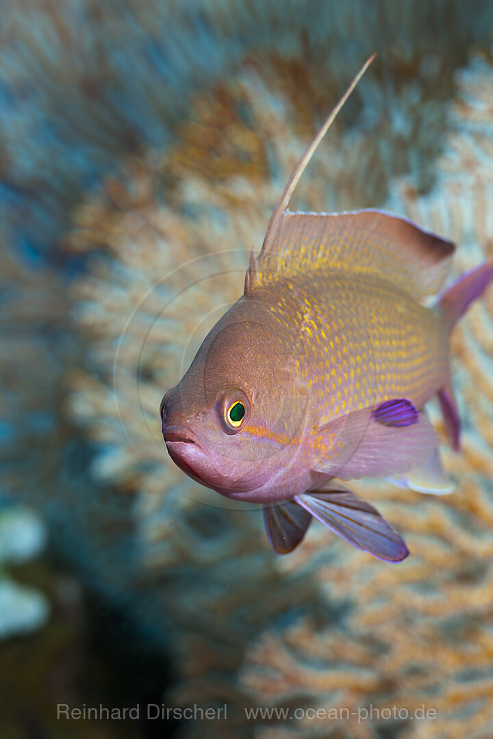 Lyretail Anthias