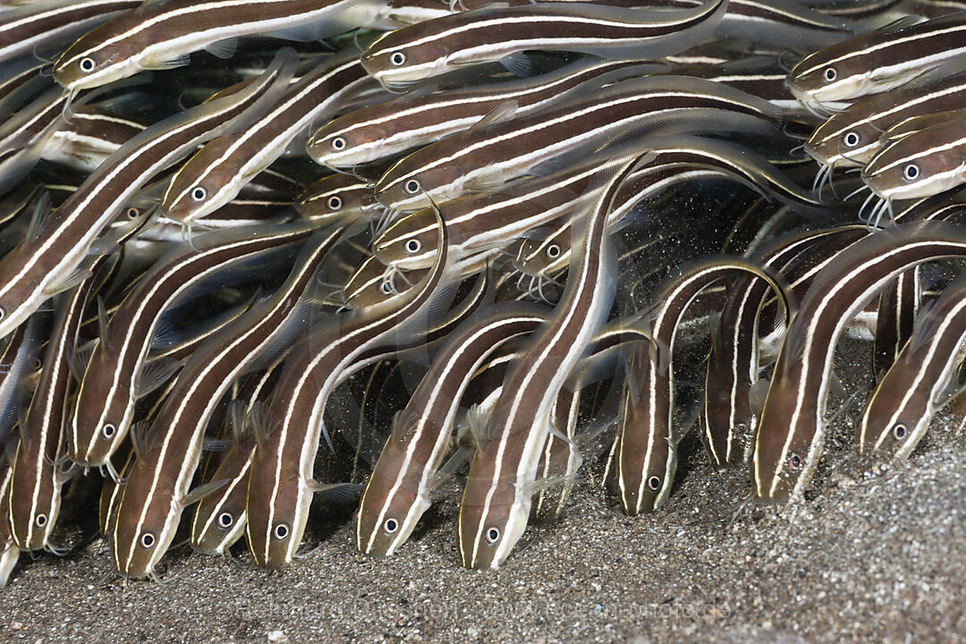 Streifen-Korallenwelse, Plotosus lineatus, Amed, Bali, Indonesien