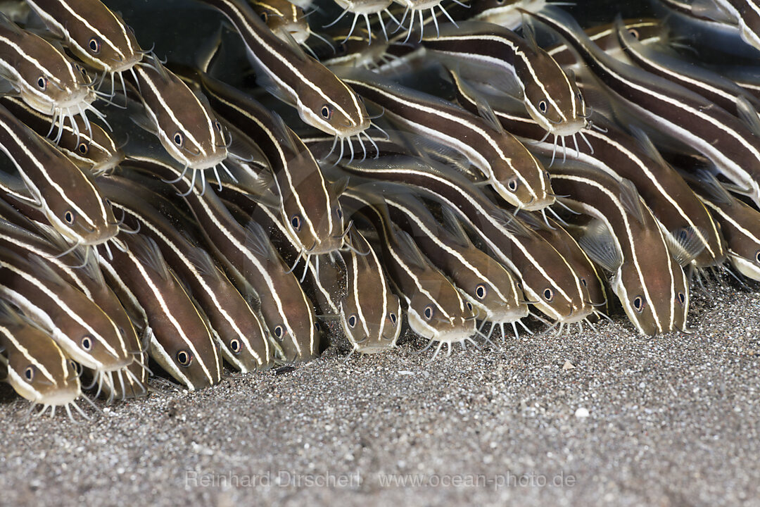 Striped Eel Catfish