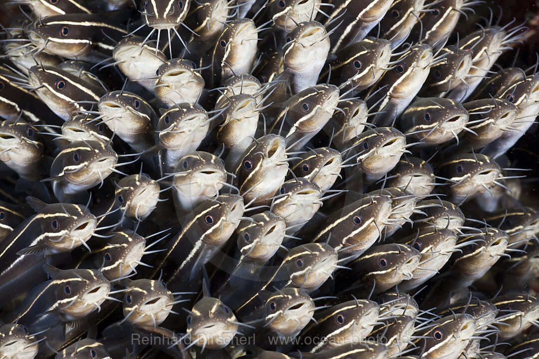 Striped Eel Catfish