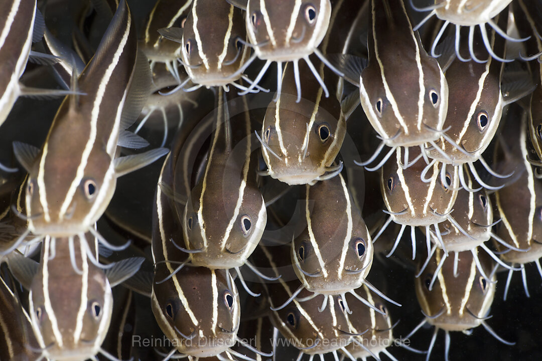 Streifen-Korallenwelse, Plotosus lineatus, Amed, Bali, Indonesien