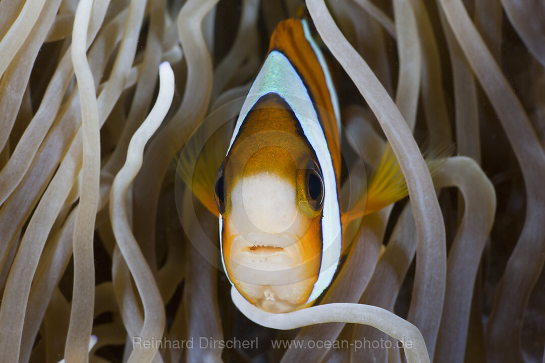 Clarks-Anemonenfisch, Amphiprion clarkii, Amed, Bali, Indonesien