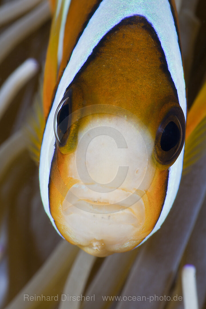 Clarks-Anemonenfisch
