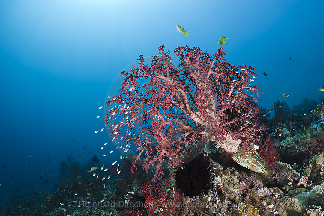 Korallenriff, Amed, Bali, Indonesien