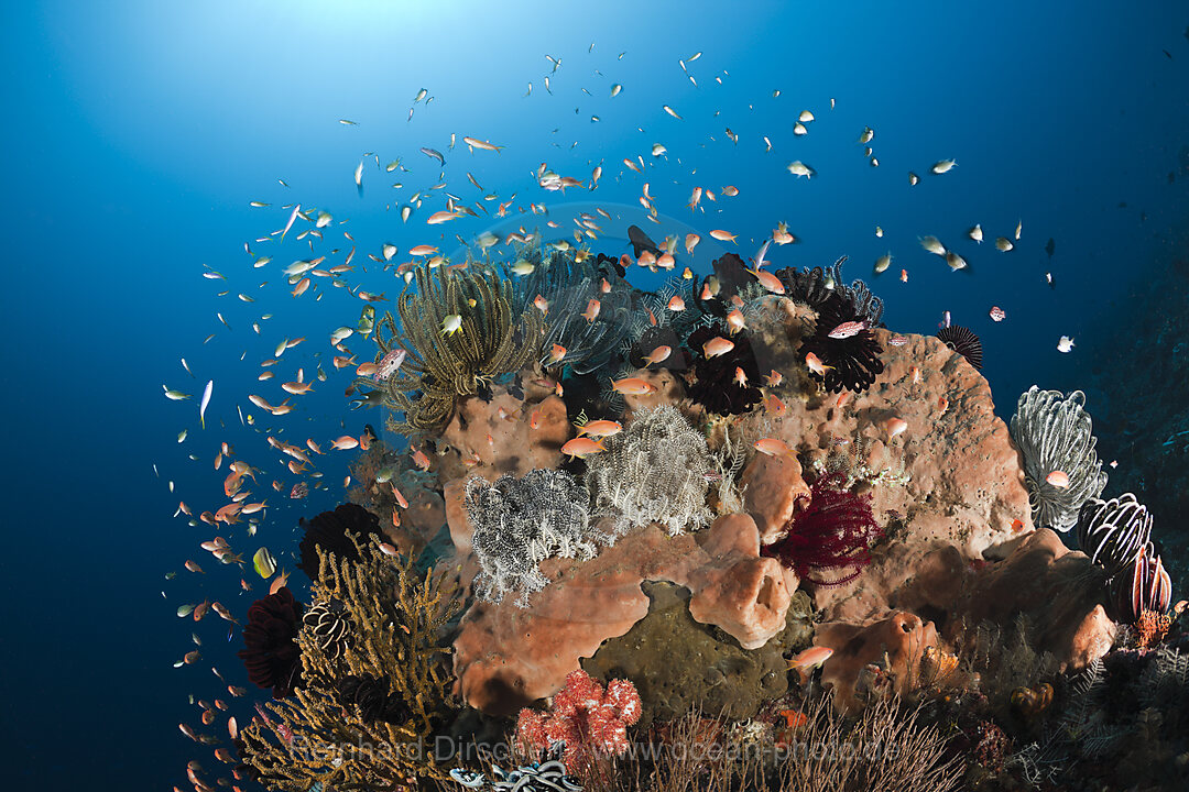 Juwelen-Fahnenbarsche an Korallenriff, Pseudanthias squamipinnis, Amed, Bali, Indonesien