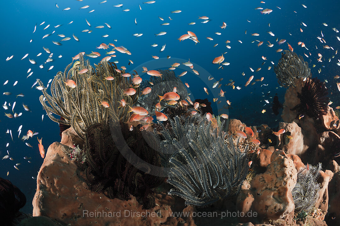 Juwelen-Fahnenbarsche an Korallenriff, Pseudanthias squamipinnis, Amed, Bali, Indonesien