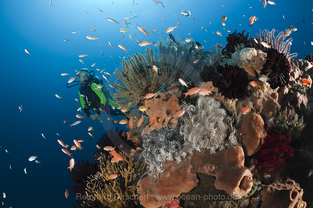 Taucher an Korallenriff, Amed, Bali, Indonesien