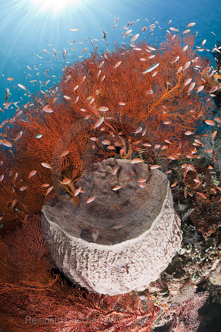 Tonnenschwamm und Knotenfaecher, Xestospongia testudinaria, Melithaea sp., Amed, Bali, Indonesien