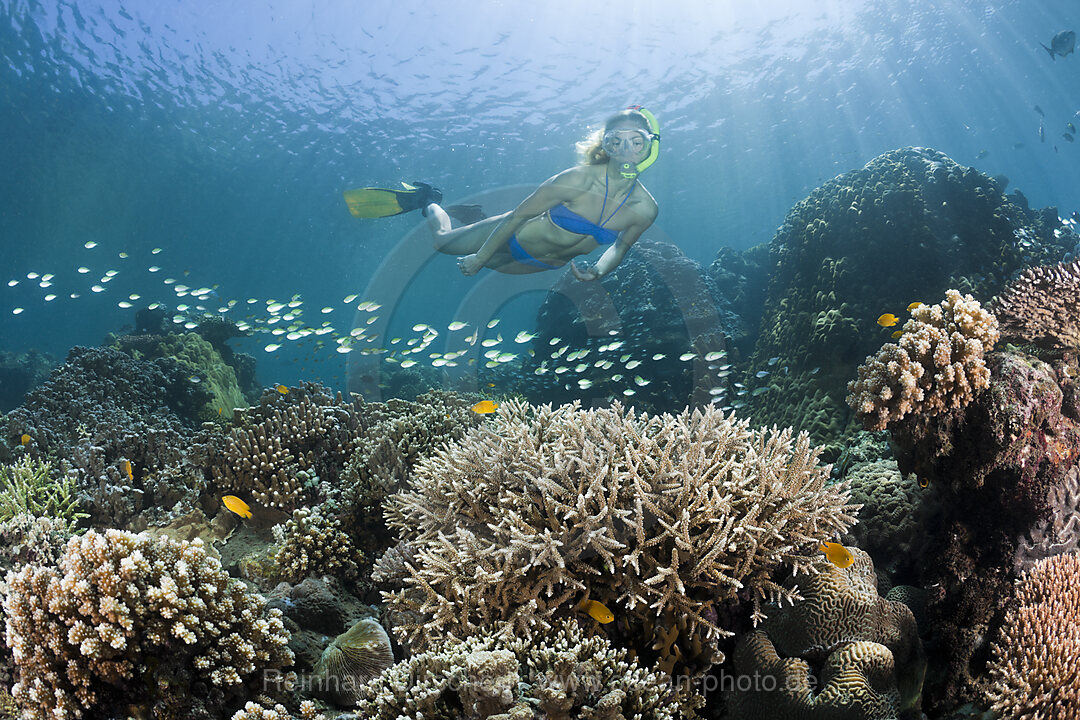 Schnorcheln ueber Korallenriff, Amed, Bali, Indonesien