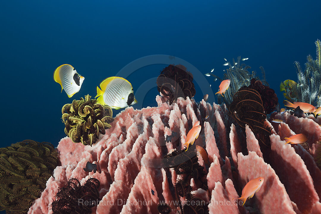 Panda-Falterfische an Tonnenschwamm, Chaetodon adiergastos, Xestospongia testudinaria, Amed, Bali, Indonesien