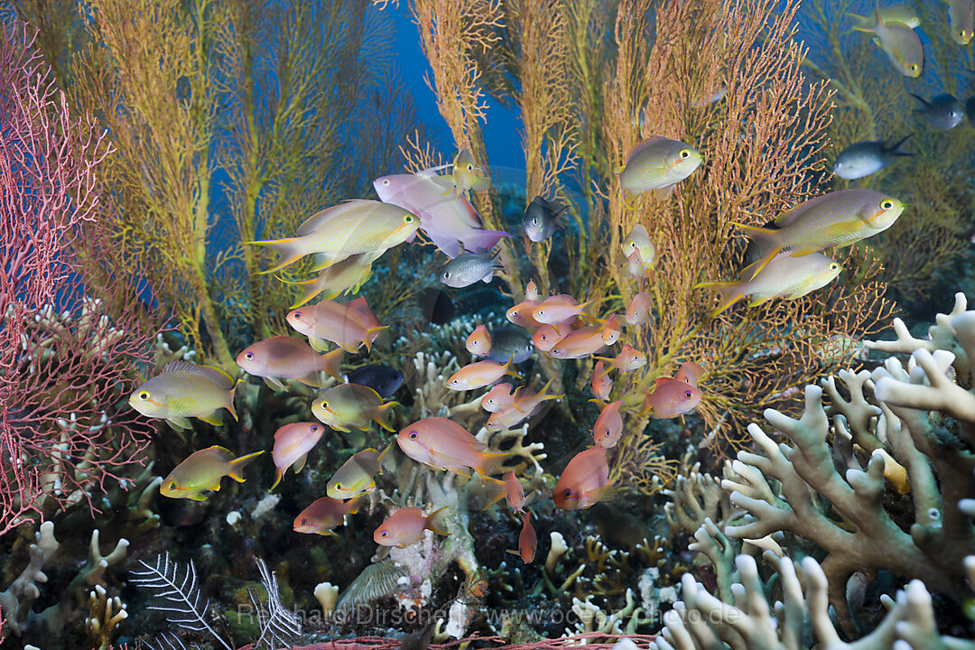 Anthias in Coral Reef