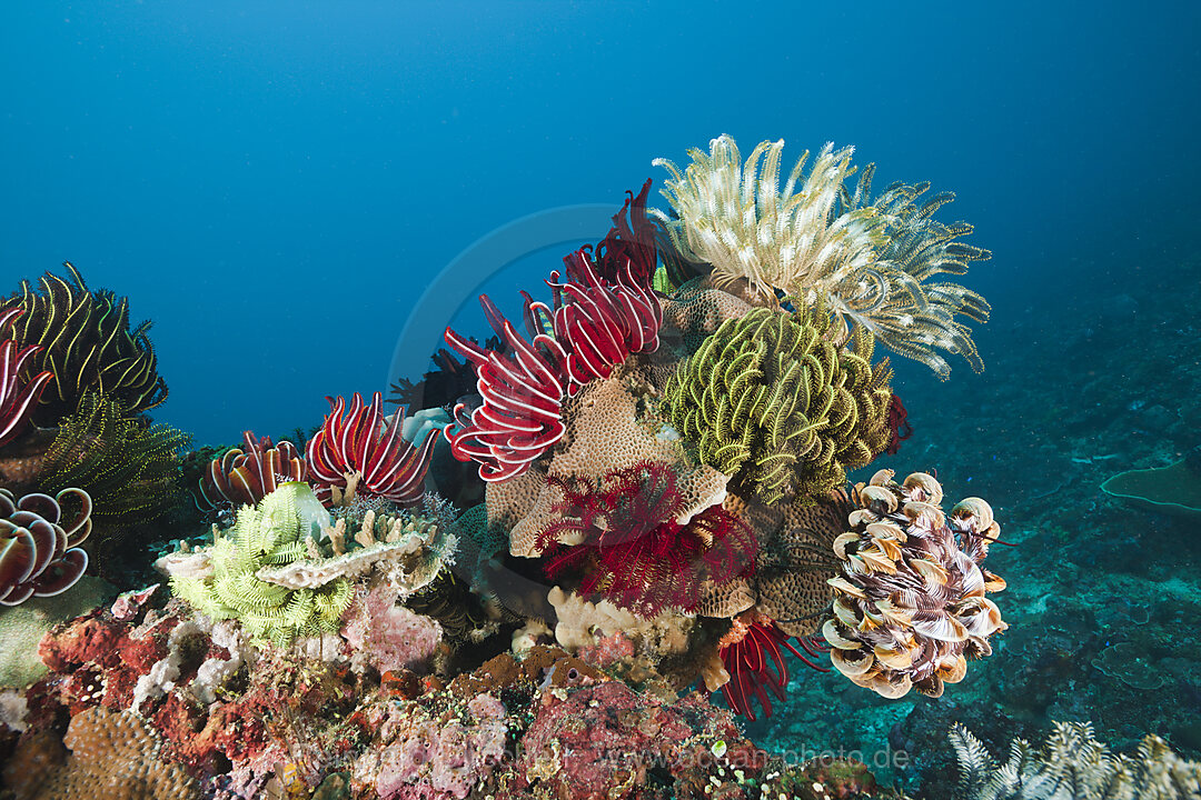 Crinoids on Coral Reef