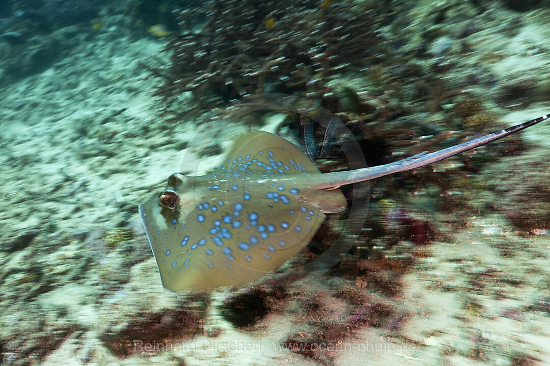 Bluespotted Ribbontail Ray
