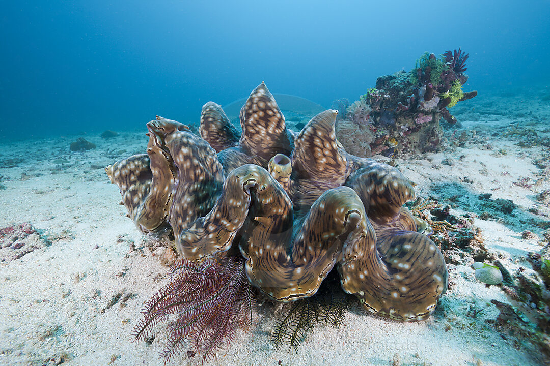 Grosse Moerdermuschel, Tridacna squamosa, Amed, Bali, Indonesien