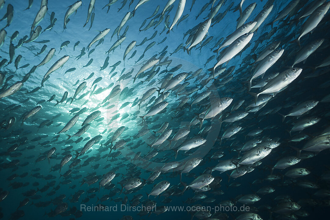 Schwarm Grossaugen-Stachelmakrelen, Caranx sexfasciatus, Tulamben, Bali, Indonesien