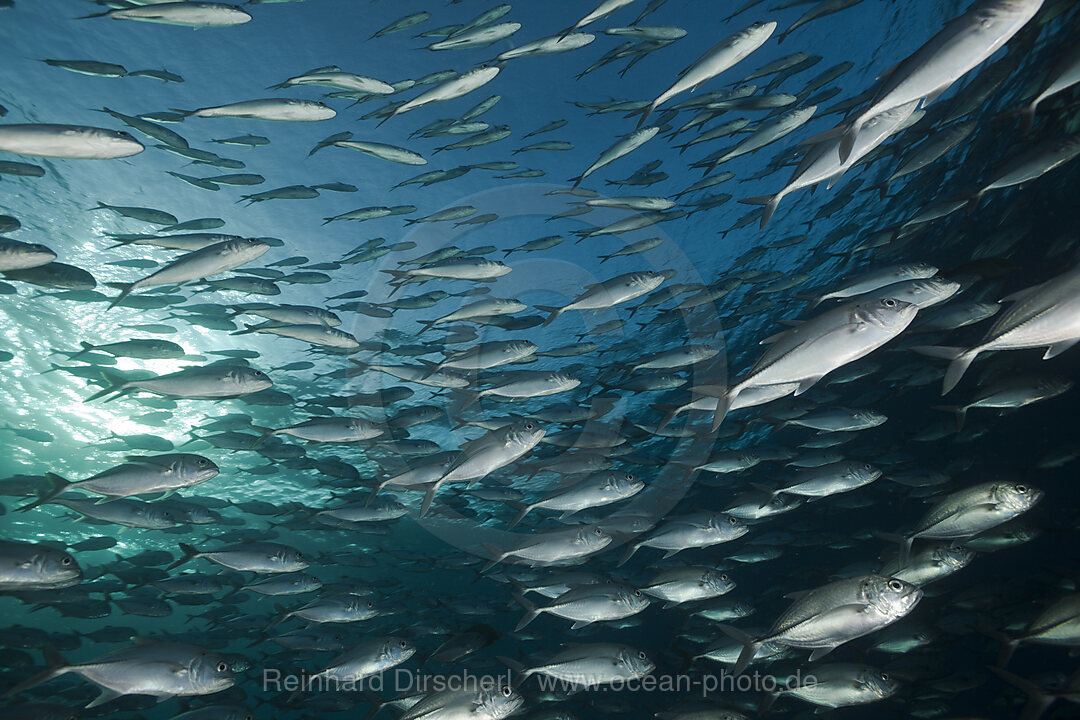 Schwarm Grossaugen-Stachelmakrelen, Caranx sexfasciatus, Tulamben, Bali, Indonesien