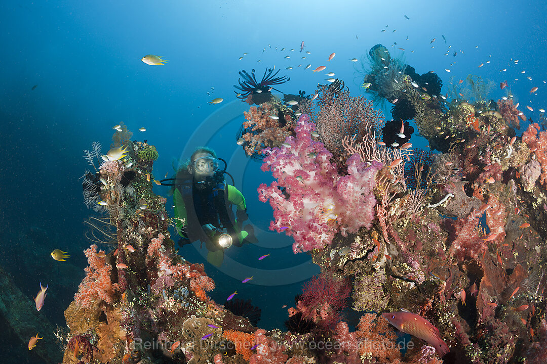 Taucher am Liberty Wrack, Tulamben, Bali, Indonesien