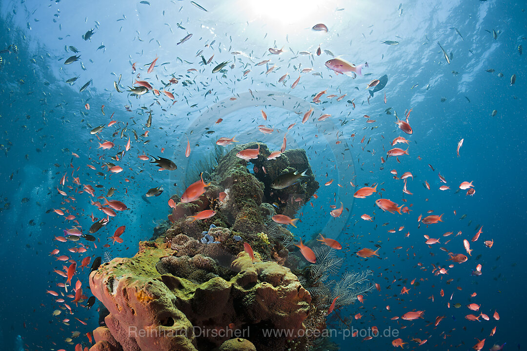 Lyretail Anthias at Liberty Wreck