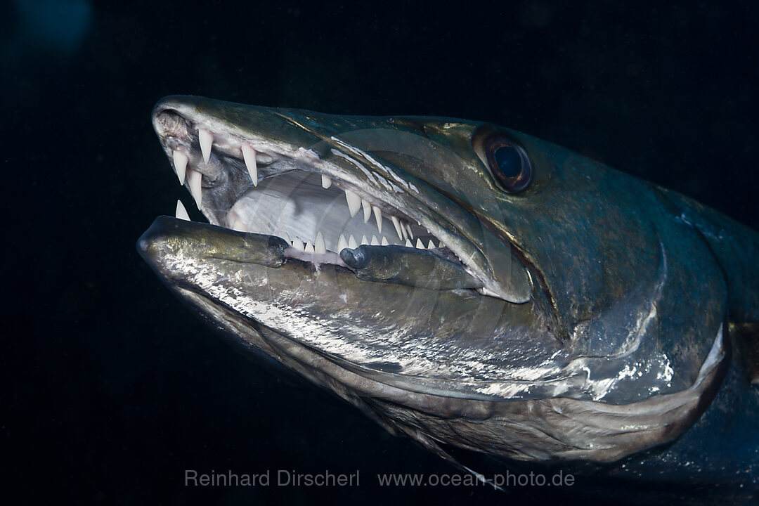 Great Barracuda