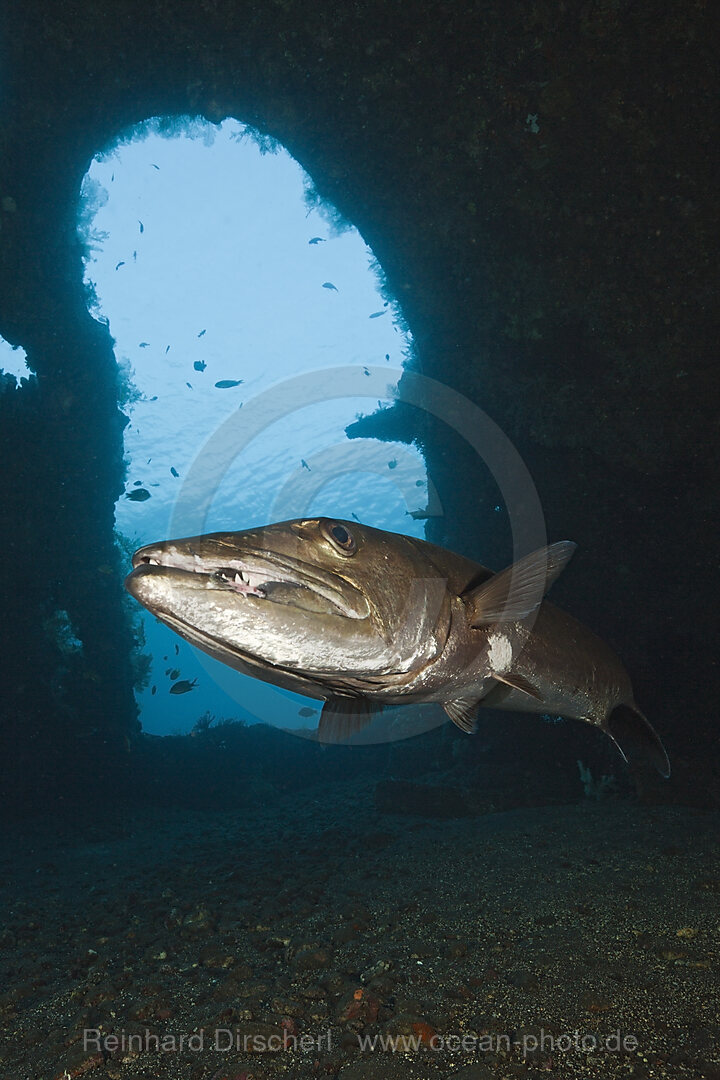 Great Barracuda at Liberty Wreck