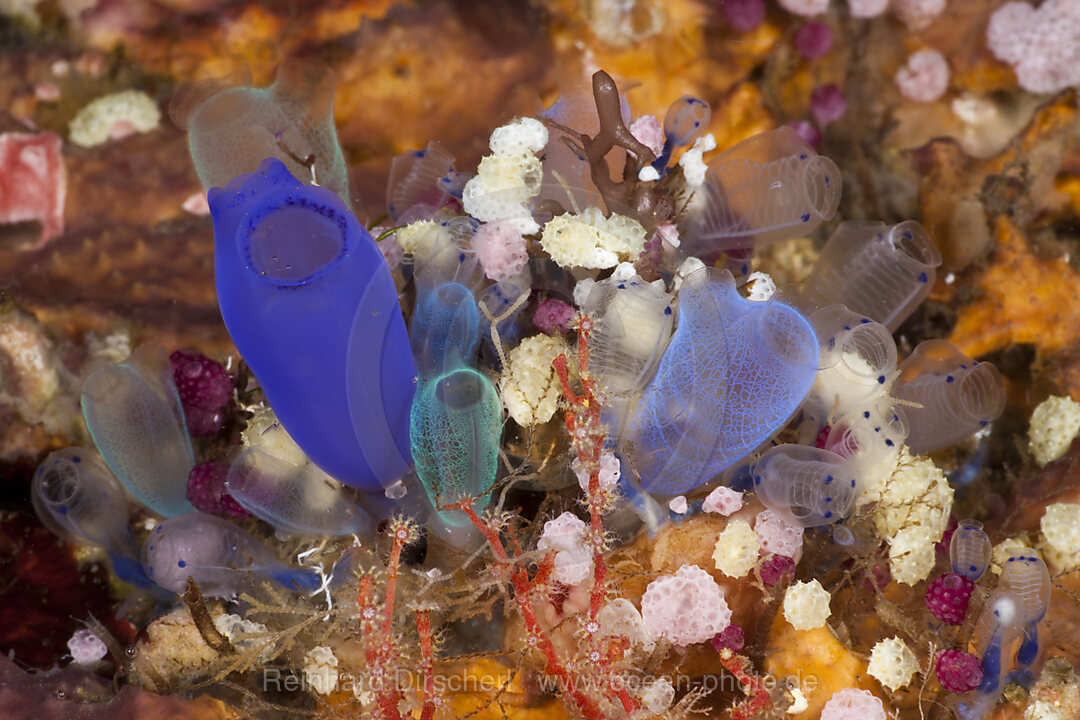 Colorful Colony of Sea Squirts