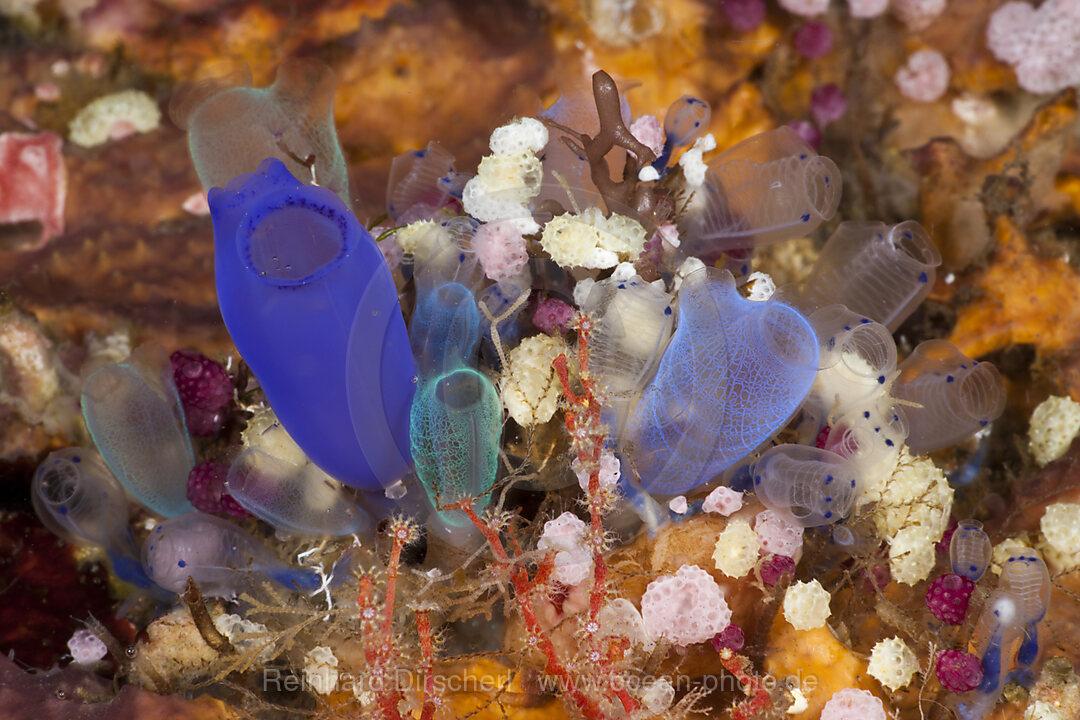 Bunte Seescheiden-Kolonie, Rhopalaea, Alam Batu, Bali, Indonesien