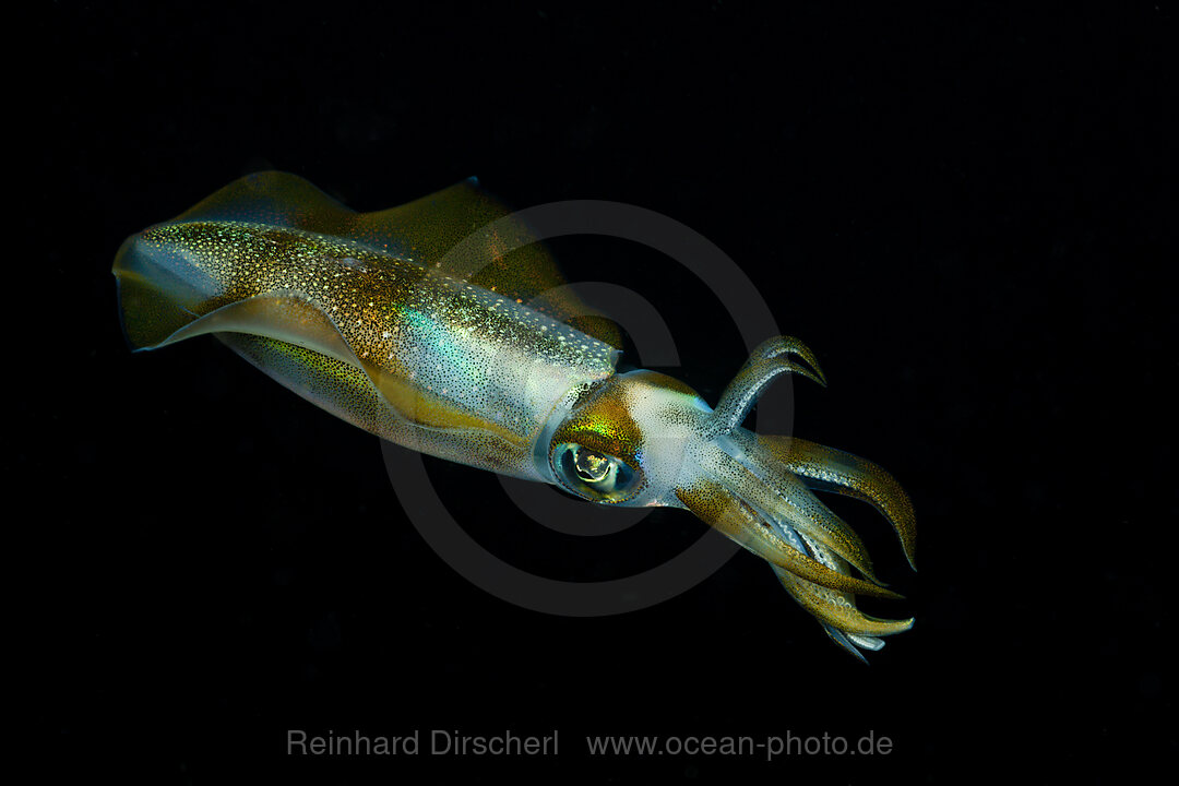 Riff-Kalmar in der Nacht, Alam Batu, Bali, Indonesien