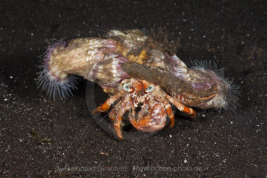 Einsiedlerkrebs in Symbiose mit Schmarotzeranemonen, Dardanus pedunculatus, Alam Batu, Bali, Indonesien