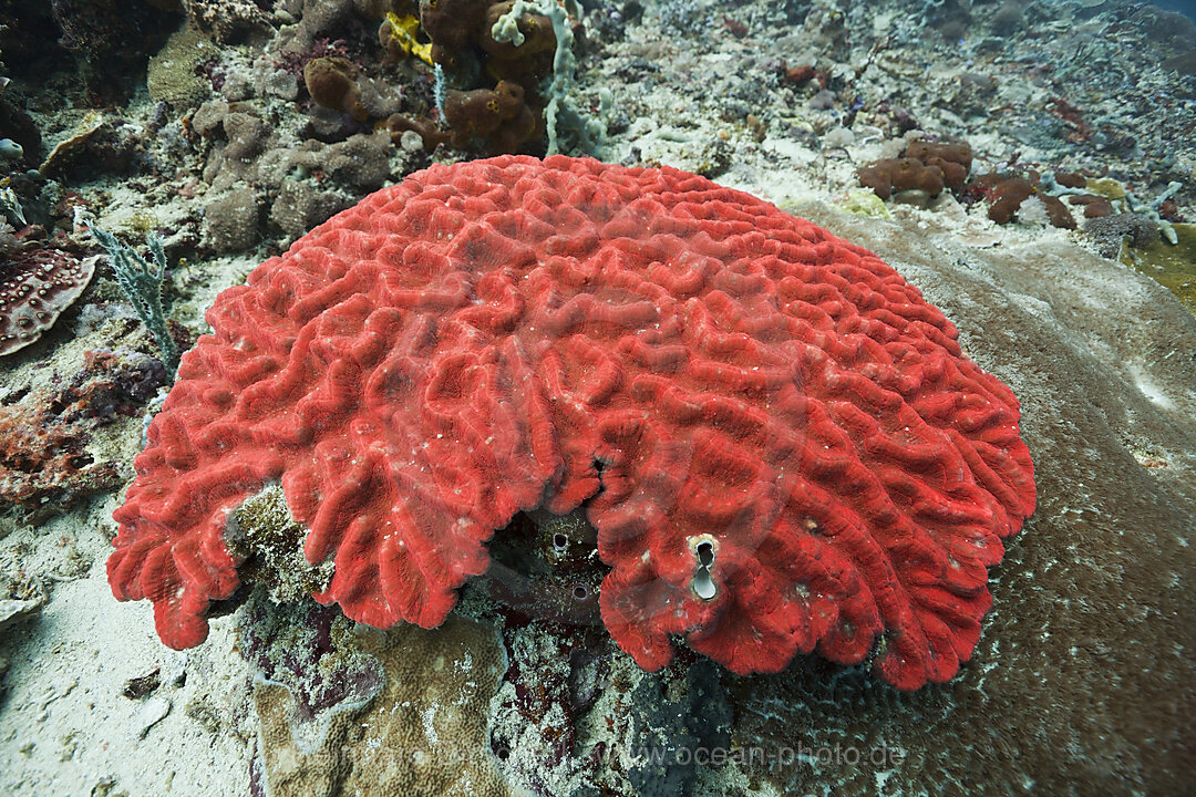 Fluoreszierende Hartkoralle