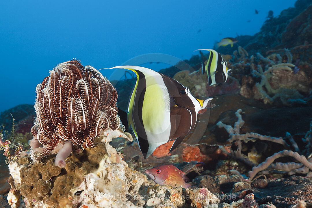 Moorish Idol at Coral Reef