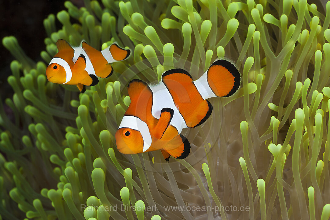 Clown-Anemonenfische